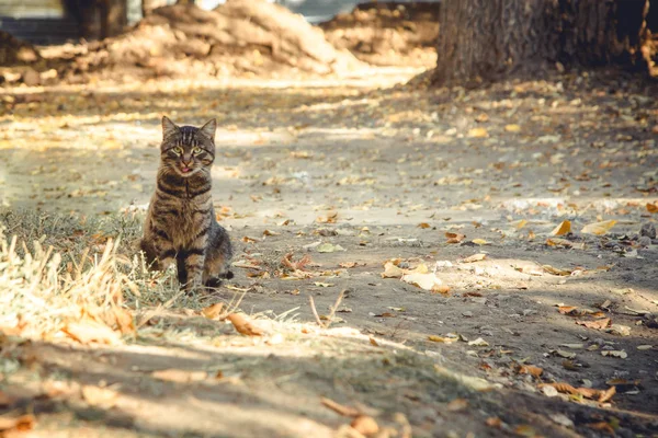 Rua Gato Olha Para Câmera Mostra Língua Imagem Fundo — Fotografia de Stock