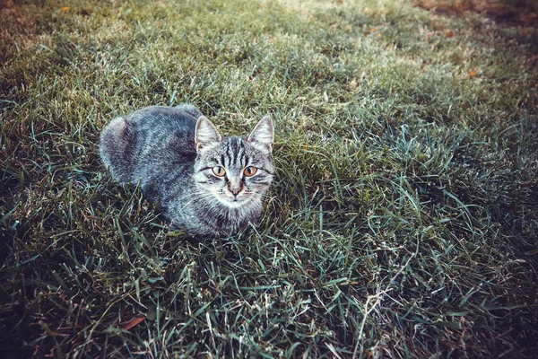 Çimenlerin Üzerinde Oturan Kameraya Tonlu Görüntü Seyir Sokak Kedi — Stok fotoğraf