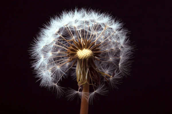 Dandelion Black Background Photo Space Text — Stock Photo, Image