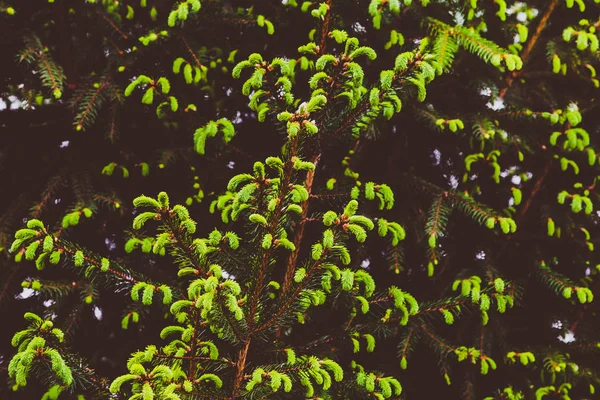 Νέοι Φρέσκα Λαχανάκια Στο Fir Δέντρο Τονισμένο Φόντο Εικόνας — Φωτογραφία Αρχείου