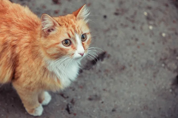 Kabarık Kızıl Kedi Sokakta Duruyor Yan Arka Plan Görüntüsü Için — Stok fotoğraf