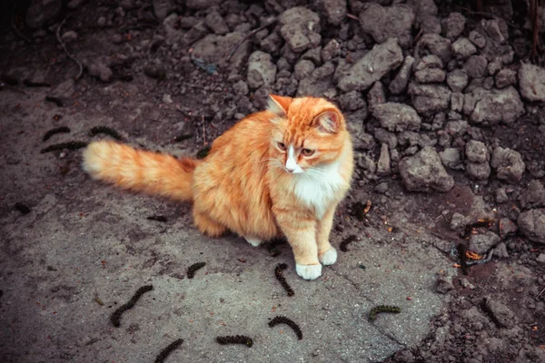 Kabarık Kızıl Kedi Sokakta Duruyor Yan Arka Plan Görüntüsü Için — Stok fotoğraf