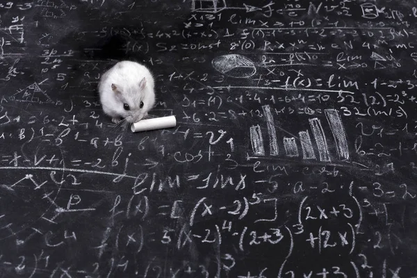 Hamster Naast Het Krijt Het Bord Met Voorbeelden Formules — Stockfoto