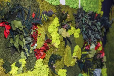 Dekoratif moss resmini ve yeşil ve kırmızı yaprakları. Sığ Dof