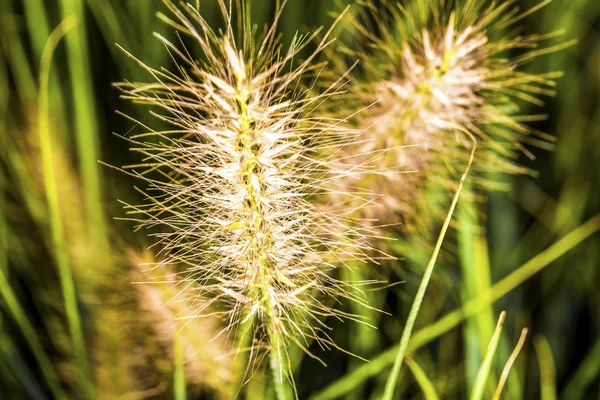 Vilda Spike Gräs Bakgrund Bild Närbild — Stockfoto