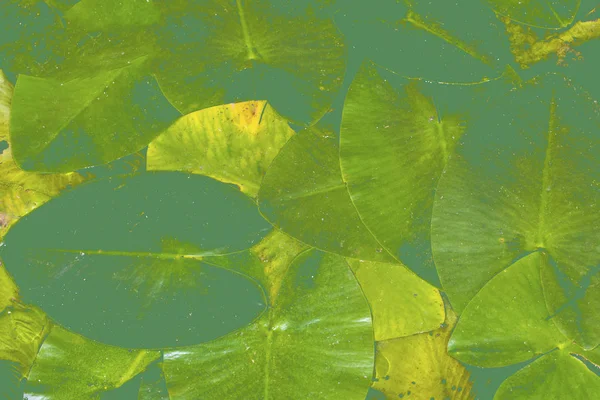 Зображення Зеленого Листя Тоноване Фонове Фото — стокове фото