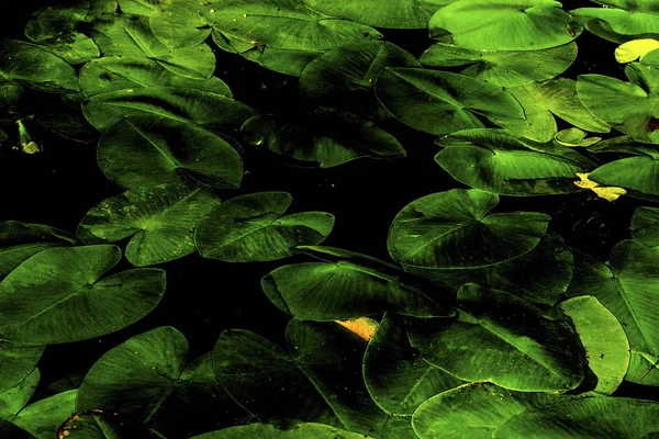 Изображение Болотных Листьев Тонированное Фоновое Фото — стоковое фото