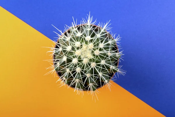 Grüner Kaktus Auf Farbigem Orange Blauem Hintergrund — Stockfoto