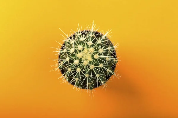 Cactus Verde Sobre Fondo Naranja Color — Foto de Stock