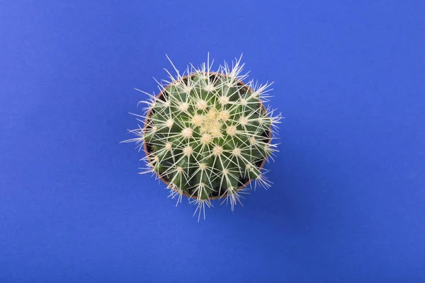 Grüner Kaktus Auf Blauem Hintergrund — Stockfoto