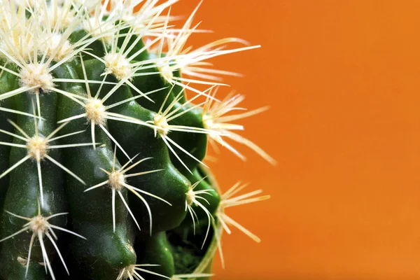 Grüner Kaktus Auf Orangefarbenem Hintergrund — Stockfoto