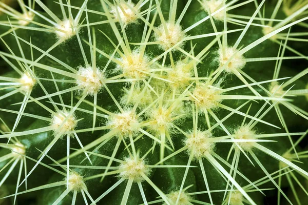 Kaktus Tekstura Tło Zbliżenie — Zdjęcie stockowe