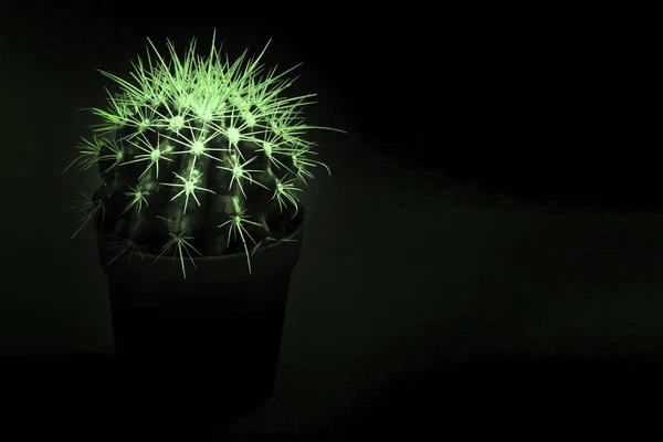 Cactus Markerade Grönt Mörkret — Stockfoto