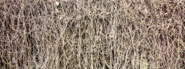 kurutulmuş ot arka plan görüntüsü yakın çekim