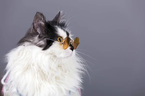Porträt Einer Schwarzen Weißen Katze Strickpullover Und Brille Auf Grauem — Stockfoto