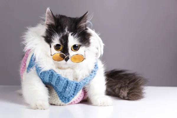 Schwarze Weiße Katze Gestricktem Winterpullover Und Brille Auf Grauem Hintergrund — Stockfoto