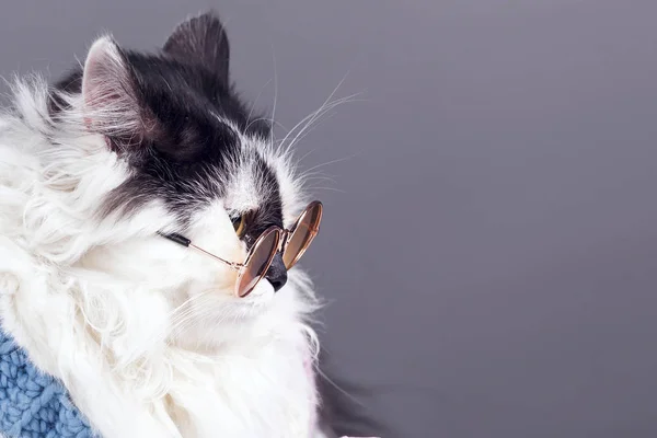 Портрет Черной Белой Кошки Вязаном Зимнем Свитере Очках Сером Фоне — стоковое фото