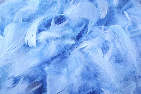 Niebieskie Pióra Ozdobne Kurczaka Obraz Tła — Zdjęcie stockowe