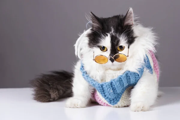 Schwarze Weiße Katze Gestricktem Winterpullover Und Brille Auf Grauem Hintergrund — Stockfoto