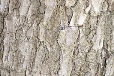 Ağaç kabuğu doku, arka plan görüntüsü