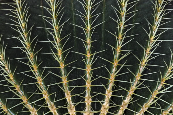 Kaktus Nahaufnahme Hintergrundbild — Stockfoto