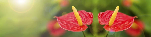 Ανθούριο Φυτό Κόκκινο Λουλούδια Πανοραμική Εικόνα Ρηχά Dof — Φωτογραφία Αρχείου