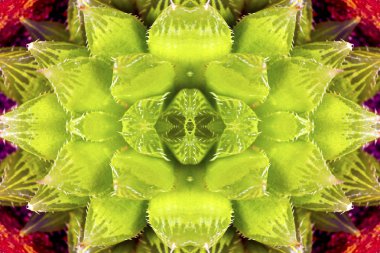 Yeşil etli, closeup arka plan görüntüsü