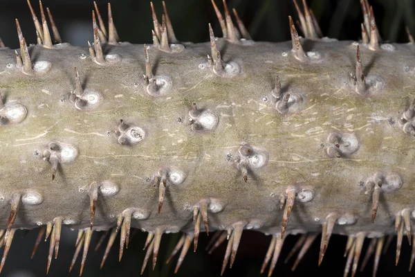 spiked tree trunk, background image with space for text