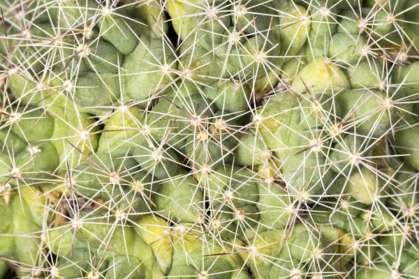 Kaktus Mit Nadeln Hintergrundbild — Stockfoto