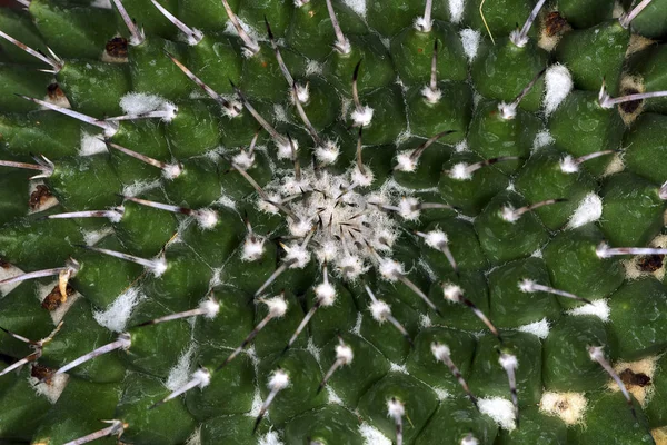 Cactus Needles Background Image — Stock Photo, Image