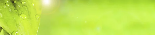 Πράσινα Φύλλα Δροσοσταλίδες Πάνω Στην Επιφάνεια Πανοραμική Εικόνα — Φωτογραφία Αρχείου