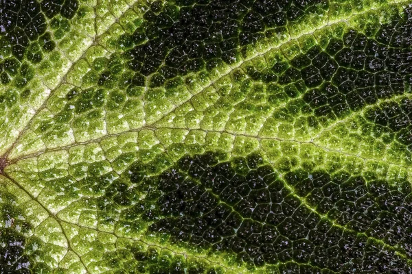 Cerca Textura Hojas Colores Planta Verde Episcia Cupreata — Foto de Stock