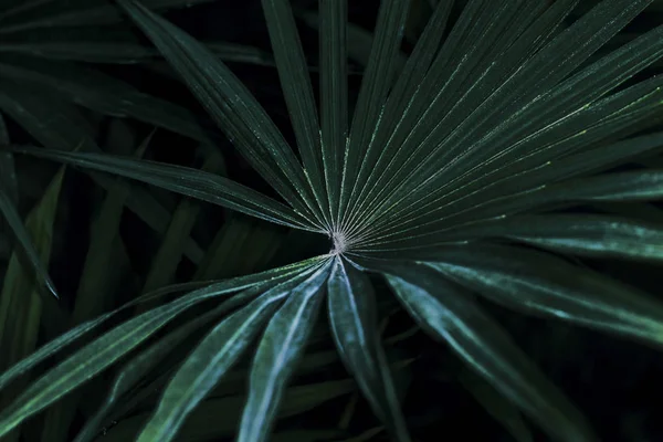 Tropical Palma Folha Textura Verde Escuro Folhagem Natureza Fundo Imagem — Fotografia de Stock