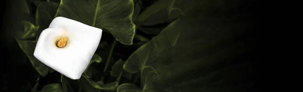 Λουλούδι Calla Κρίνος Zantedeschia Aethiopica Πανοραμική Εικόνα — Φωτογραφία Αρχείου