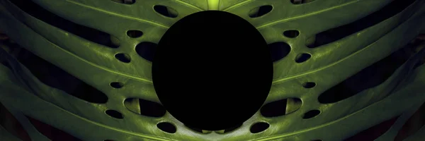 Monstera Verde Deixa Layout Com Texto Espacial Imagem Panorâmica — Fotografia de Stock