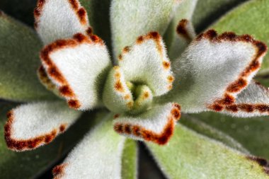 Keçeli aranjmani (aranjmani tomentosa), arka plan görüntüsü