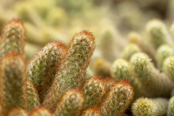 Small Cactuses Needles Background Image Shallow Dof — Stock Photo, Image