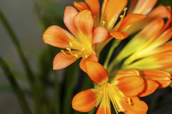 Lindas Flores Laranja Brilhante Lírio Kaffir Clivia Miniata — Fotografia de Stock