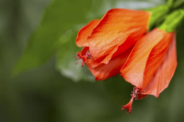 Κινέζικα Ιβίσκος Hibiscus Rosa Sinensis Εικόνα Φόντου — Φωτογραφία Αρχείου