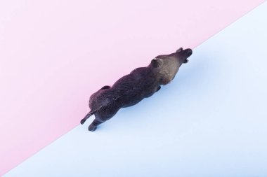 domuzu hareket, pembe ve mavi renkli arka plan üzerinde en iyi görüntü