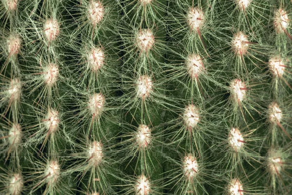 Fondo de textura de cactus — Foto de Stock