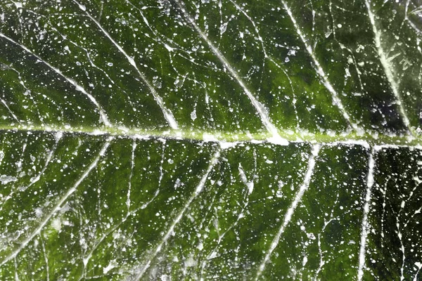 Брудний лист рослини — стокове фото