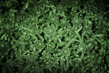 yeşil bitkiler arka plan