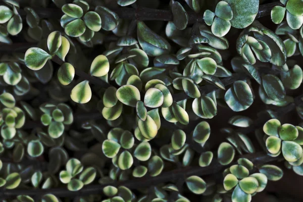 Green plants background — Stock Photo, Image