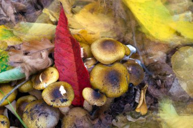 tehlikeli yabani mantarlar