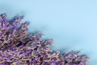 lavanta kopyalama alanı 