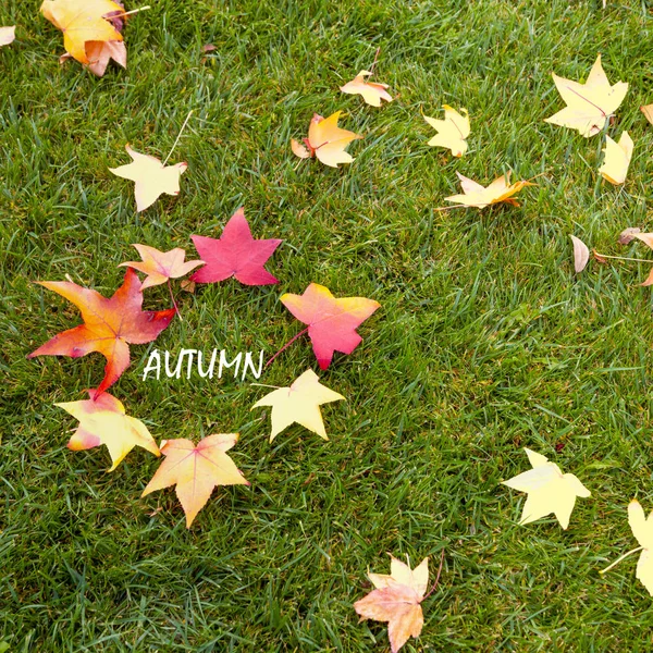 Herbst-Ahornblätter — Stockfoto