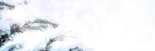 Christmas fir branch mock-up — Stock Photo, Image