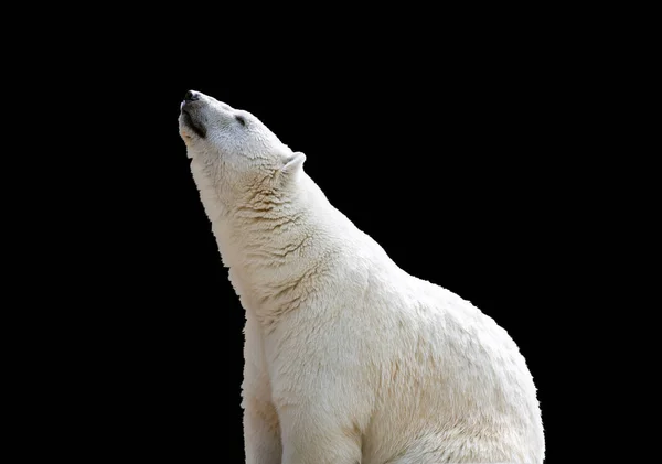 Weißer Eisbär isoliert — Stockfoto