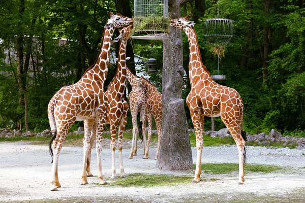 Alimentando Girafas — Fotografia de Stock